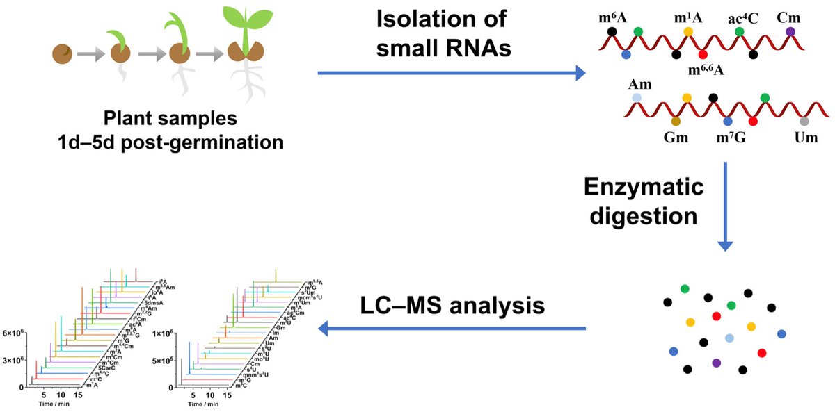 MetabolitesMDPI's tweet image. 🌟 Editors Choice Paper

📖#Comprehensive Analysis of Small ##RNA #Modifications in #Arabidopsis thaliana and Their #Dynamics During #Seed #Germination

🧑🏻‍🔬By Dr.   Tiantian Ye, and et al.
🔗mdpi.com/2218-1989/15/5…