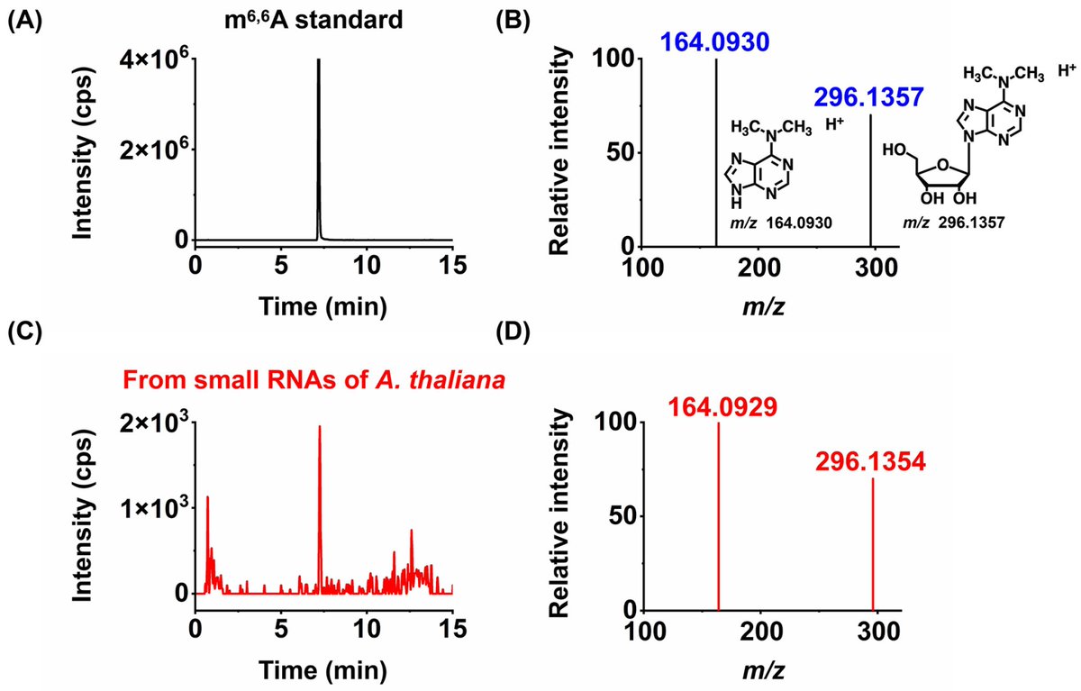MetabolitesMDPI's tweet image. 🌟 Editors Choice Paper

📖#Comprehensive Analysis of Small ##RNA #Modifications in #Arabidopsis thaliana and Their #Dynamics During #Seed #Germination

🧑🏻‍🔬By Dr.   Tiantian Ye, and et al.
🔗mdpi.com/2218-1989/15/5…