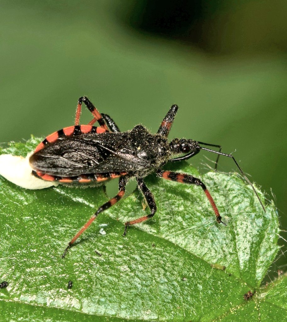 Geringelte Mordwanze (#Rhynocorisannulatus) Bockmerholz-Gaim, 14.5.2025