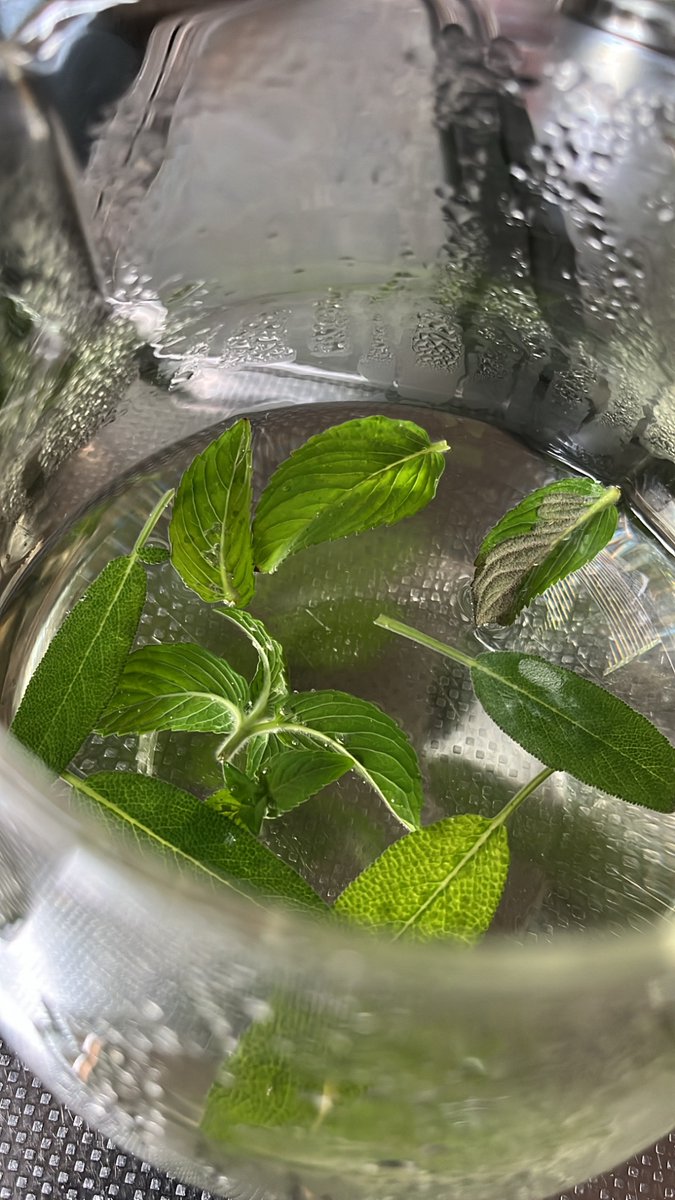 今日　葉の柔らかそうなヨモギを散歩中に見つけたので、草団子を作った。
育てているコモンセージとレモンミントを摘んで、ハーブティーも淹れた🌿

衣食住のレイヤーを増やす事はとても楽しい