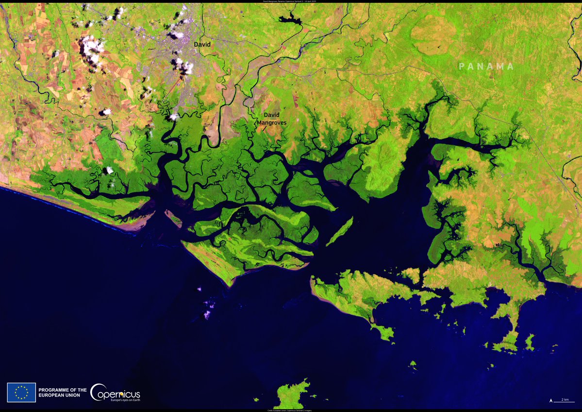 CopernicusEU's tweet image. 🌿 Spanning ~26,600 ha, the David Mangroves in Panama are vital for biodiversity & coastal protection.
Captured in this #Sentinel2 #ImageOfTheDay, they’re monitored by #CopernicusEU to support conservation.
🇵🇦 Panama also hosts the @CopernicusLAC to boost climate resilience.