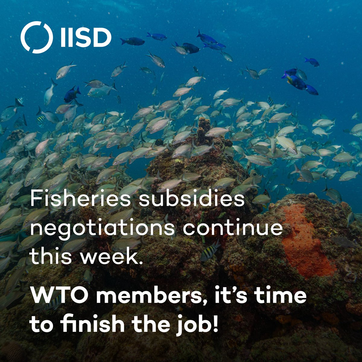 🐟 Ongoing #FisheriesSubsidies negotiations at the <a href="/wto/">WTO</a> are building on the 2022 Agreement on Fisheries Subsidies – known as “Fish 1”.  

#Fish1 bans subsidies when they are the most harmful to marine life &amp; coastal communities’ livelihoods. 🪸 🏝️ 

[1/6]