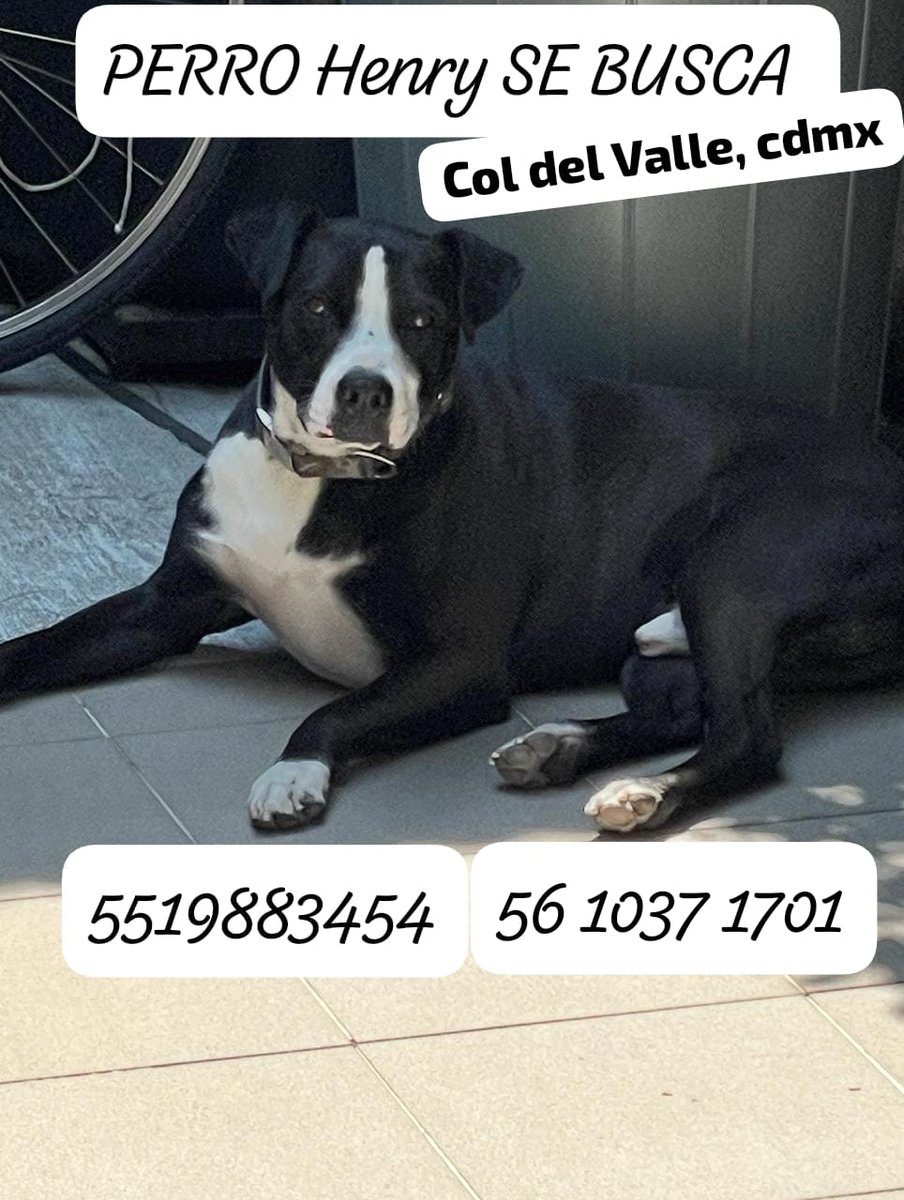 <a href="/lawera33/">Perros Encontrados sin su dueño</a>  <a href="/UbicapetMexico/">UBICAPET MÉXICO</a> <a href="/PetlocMX/">PetLoc</a> <a href="/HELA_MORE/">𝙷𝚎𝚕𝚊 𝙼𝚘𝚛𝚎 🐶</a> <a href="/MascotasSismo/">Mascotas Sismo</a> <a href="/ColDelValleBJ/">Colonia Del Valle, Benito Juarez, #CDMX</a> <a href="/VecinosBJMx/">Vecinos Benito Juárez</a> <a href="/ColNarvarte/">Todo en la Narvarte</a> <a href="/Seg_NapolesDF/">Seguridad NapolesDF</a>