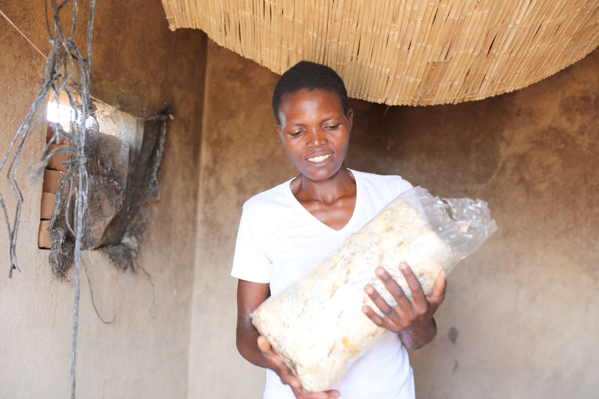 UNDP Zimbabwe (@undpzimbabwe) on Twitter photo 🍄 Harvesting Hope! 🌾
In Hurungwe, women are transforming their lives through sustainable mushroom farming—growing dignity, income & resilience. 💪🏽👩🏿🌾
Supported by <a href="/UNDPZimbabwe/">UNDP Zimbabwe</a>, @EUinZim & <a href="/IrlAmbRSA/">Ambassador Austin Gormley</a>.
📖 Read their inspiring story: undp.org/zimbabwe/stori… 🍄 Harvesting Hope! 🌾
In Hurungwe, women are transforming their lives through sustainable mushroom farming—growing dignity, income & resilience. 💪🏽👩🏿🌾
Supported by <a href="/UNDPZimbabwe/">UNDP Zimbabwe</a>, @EUinZim & <a href="/IrlAmbRSA/">Ambassador Austin Gormley</a>.
📖 Read their inspiring story: undp.org/zimbabwe/stori…