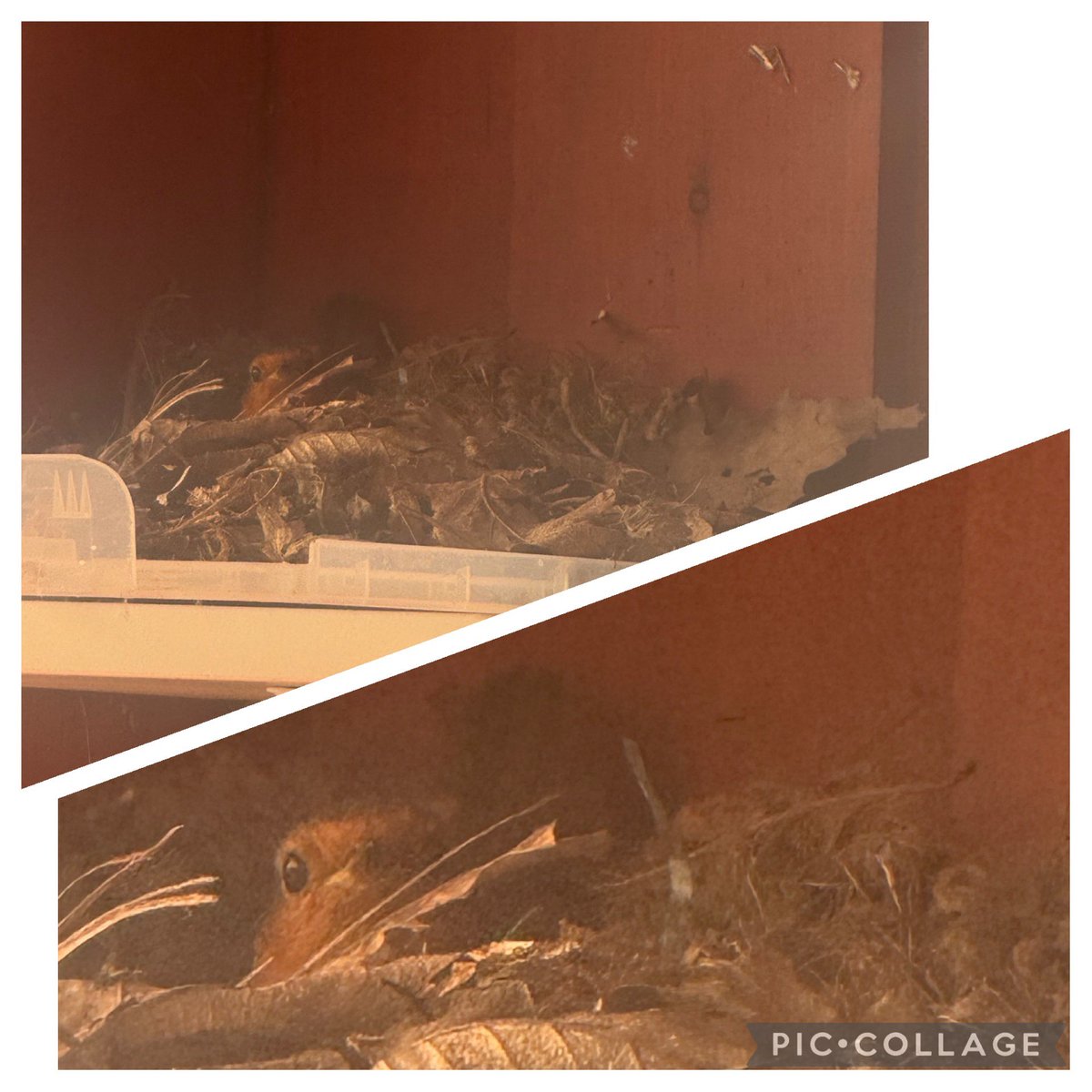 Class 9 found a birds nest in their outdoor area, here is mother robin sitting on her eggs 🐦
