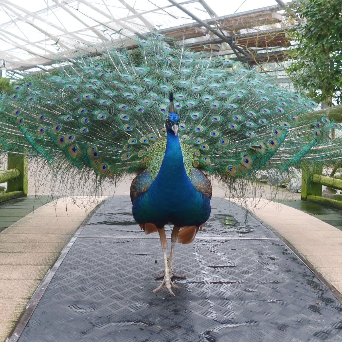 ランウェイ🦚のように颯爽と歩いていますが、実はメスにフラれて帰るところです。

#インドクジャク