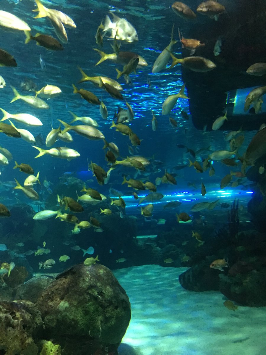 WanEric569917's tweet image. Fish: swim in flawless sync
Me: trips over air
Nature 1 - Humans 0. 🐟😂 
#OceanHumor #FishFacts #TeamworkWins #DeepThoughts