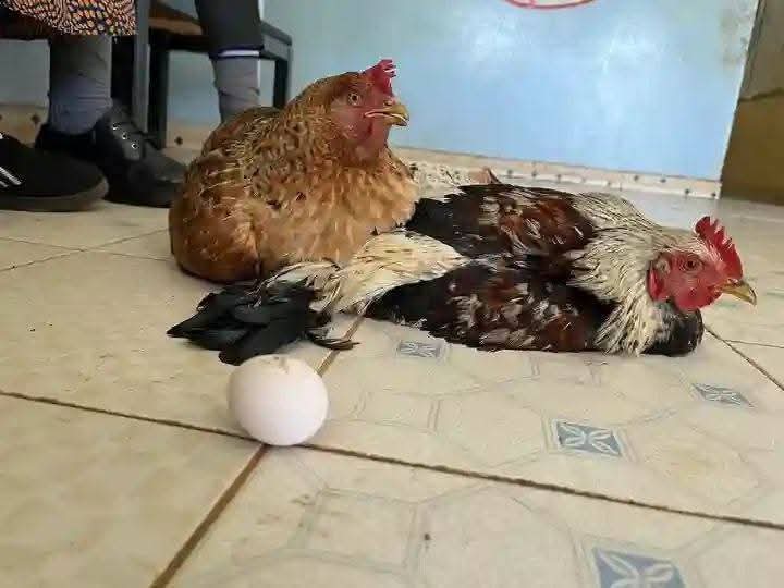 Grandmother Reportedly Brings 6 Live Chickens To School As Fees, After Her Grand Daughter Was Sent Home