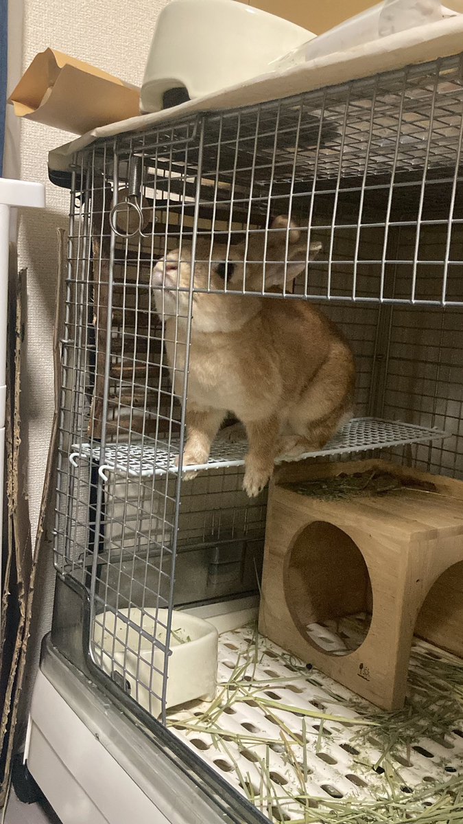 ご飯足りませんけど？顔のけだま、世界一可愛い