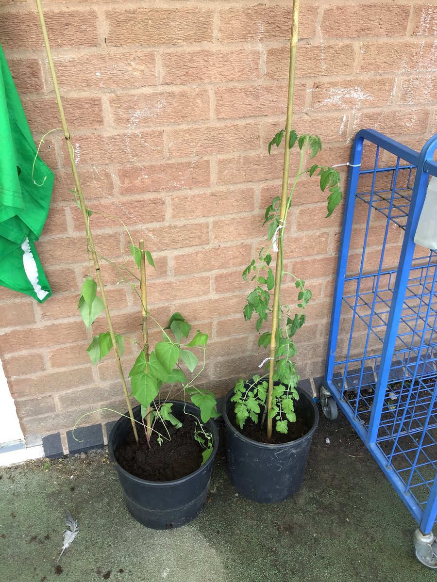 Eyfs are enjoying their topic ‘All things bright and beautiful’   We’ve grown beans and a tomato plant and have been learning about life cycles. #StaffordLeysEYFS