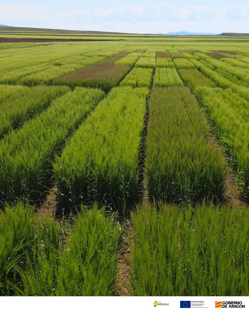 ¡Feliz #SanIsidro! Los ensayos de cereal de las tierras altas de 𝐔𝐬𝐞𝐝 presentan un progreso muy positivo. Estas fotografías de cebadas, trigos, centenos y triticales están tomadas a comienzos de esta semana en Gallocanta. Todo apunta a que la cosecha será favorable 🔝