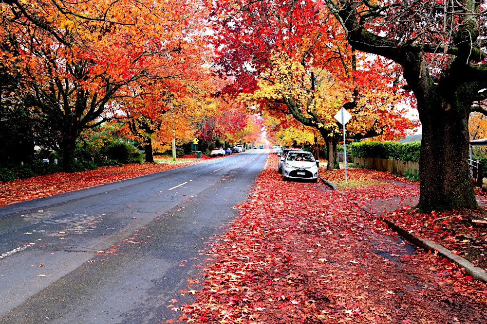 BlackheathWx's tweet image. #flooding #thundertorms #weather #photography

We&apos;ve got some interesting weather unfolding soon. With the surface trough and upper feature interplay, severe weather is possible.  Chilly, too. 

Our autumn colour is soon to be blown away...

blackheathweather.com/ourweathercomm…