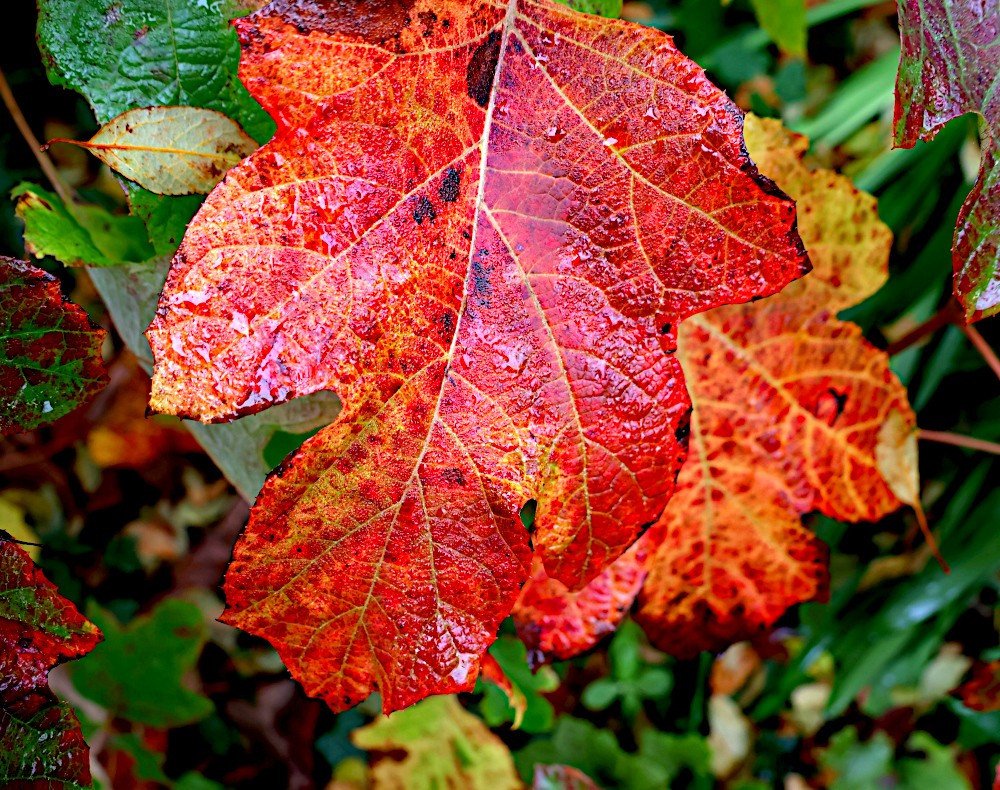 BlackheathWx's tweet image. #flooding #thundertorms #weather #photography

We&apos;ve got some interesting weather unfolding soon. With the surface trough and upper feature interplay, severe weather is possible.  Chilly, too. 

Our autumn colour is soon to be blown away...

blackheathweather.com/ourweathercomm…