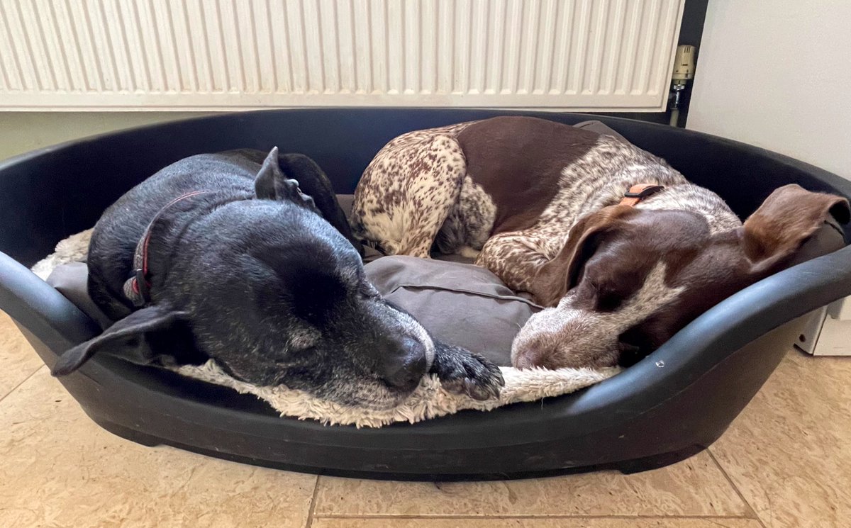 RPD2025STELLA's tweet photo. Nap time with my best friend Flame 🐾❤️🐾 https://t.co/H3aC2FQ8VS
