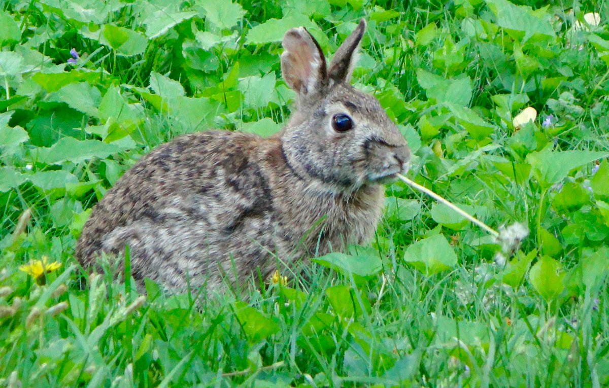 602Shaffer's tweet image. I never mow my entire yard at the same time. Bunnies like to hide and nom nom nom in the un-mowed parts! #WildBackyard #bunnies