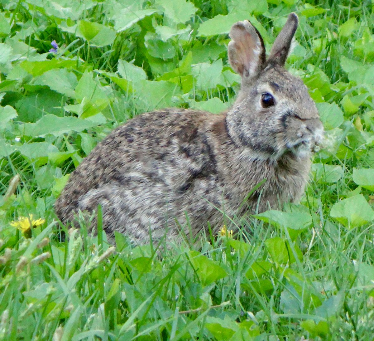 602Shaffer's tweet image. I never mow my entire yard at the same time. Bunnies like to hide and nom nom nom in the un-mowed parts! #WildBackyard #bunnies