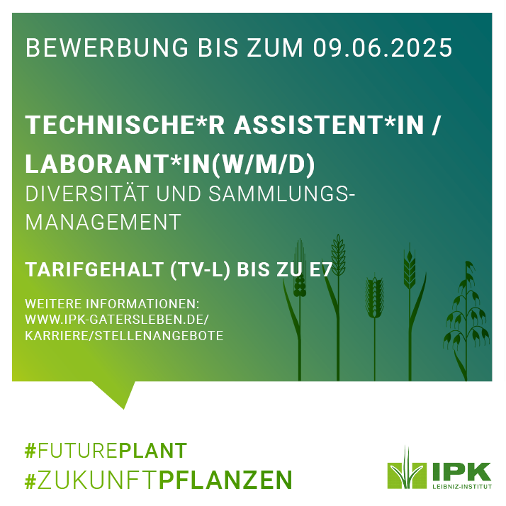 Leibniz IPK (@leibnizipk) on Twitter photo Die Groß Lüsewitzer Kartoffel-Sortimente als Teil der Genbank des <a href="/LeibnizIPK/">Leibniz IPK</a> erhalten ca. 6.300 Muster. Wenn Sie Interesse an Anzucht, Hoch-Vermehrung und Vorhaltung von In-Vitro-Pflanzen, dann haben wir ein spannendes Jobangebot!
➡️Alles Infos: tinyurl.com/yc5h6jef Die Groß Lüsewitzer Kartoffel-Sortimente als Teil der Genbank des <a href="/LeibnizIPK/">Leibniz IPK</a> erhalten ca. 6.300 Muster. Wenn Sie Interesse an Anzucht, Hoch-Vermehrung und Vorhaltung von In-Vitro-Pflanzen, dann haben wir ein spannendes Jobangebot!
➡️Alles Infos: tinyurl.com/yc5h6jef