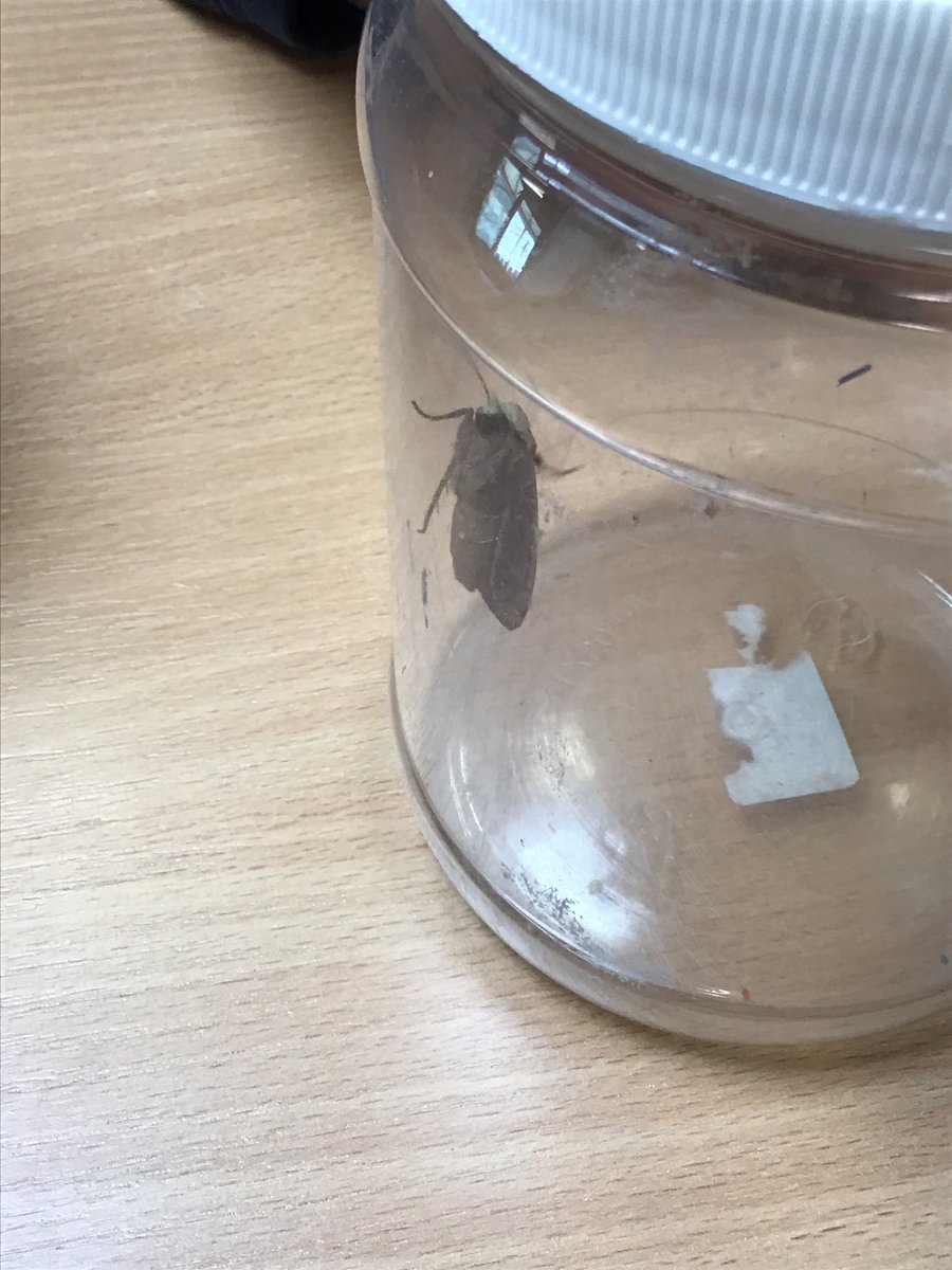 We have had some caterpillar 🐛 visitors arrive.  They have doubled in size already! We have even found a moth today. #StaffordLeysEYFS