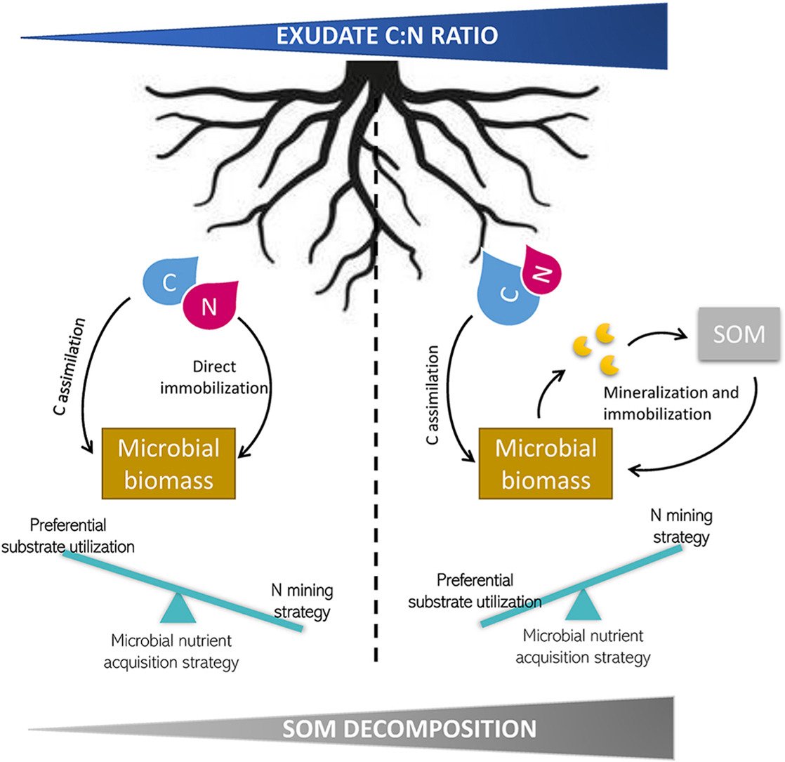 Prof. Sami Ullah (@samdeolai) on Twitter photo Just published in Soil Biology and Biochemistry and well done Dr Manon <a href="/RumeauManon/">Manon Rumeau</a>, funded by <a href="/NERCscience/">Natural Environment Research Council</a> and <a href="/BIFoRUoB/">BIFoR</a> . <a href="/LES_UniBham/">College of Life and Environmental Sciences</a>
Root exudate stoichiometry is a key driver of soil N cycling: implicat... sciencedirect.com/science/articl… Just published in Soil Biology and Biochemistry and well done Dr Manon <a href="/RumeauManon/">Manon Rumeau</a>, funded by <a href="/NERCscience/">Natural Environment Research Council</a> and <a href="/BIFoRUoB/">BIFoR</a> . <a href="/LES_UniBham/">College of Life and Environmental Sciences</a>
Root exudate stoichiometry is a key driver of soil N cycling: implicat... sciencedirect.com/science/articl…