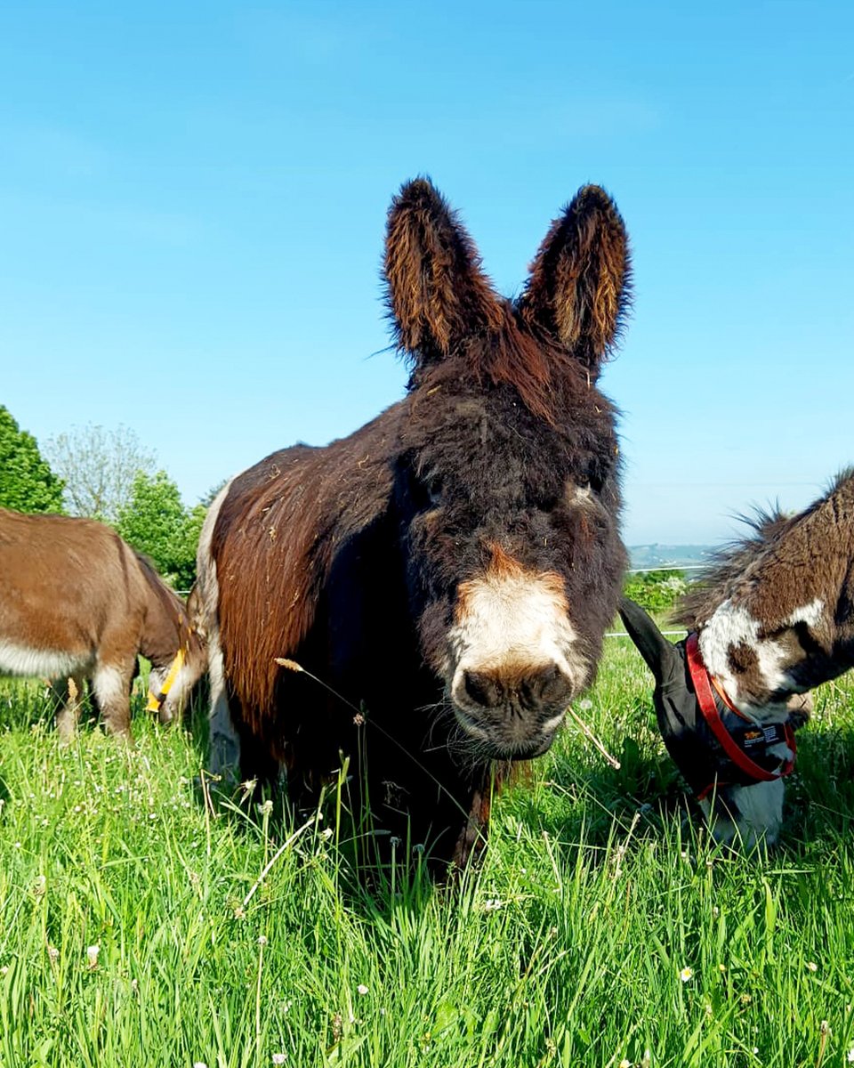 Nester and friends have been embracing the amazing outdoor weather this week! 🌿🤗

We hope you have some nice outdoor plans this weekend to make the most of the sunshine. 🌞