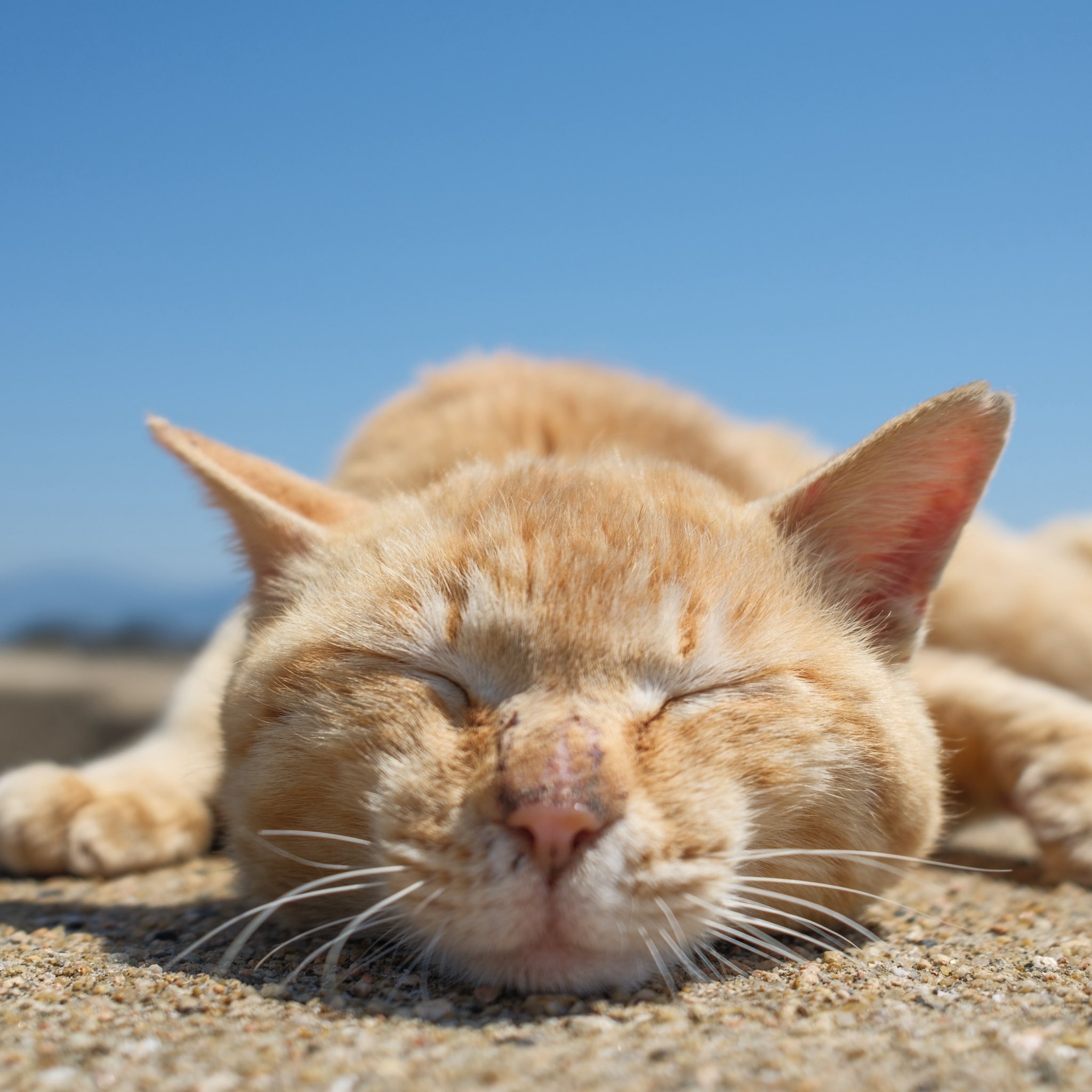 あおいとり🐱写真集「ずっと気まま猫」発売中 (@bluebirdjourney