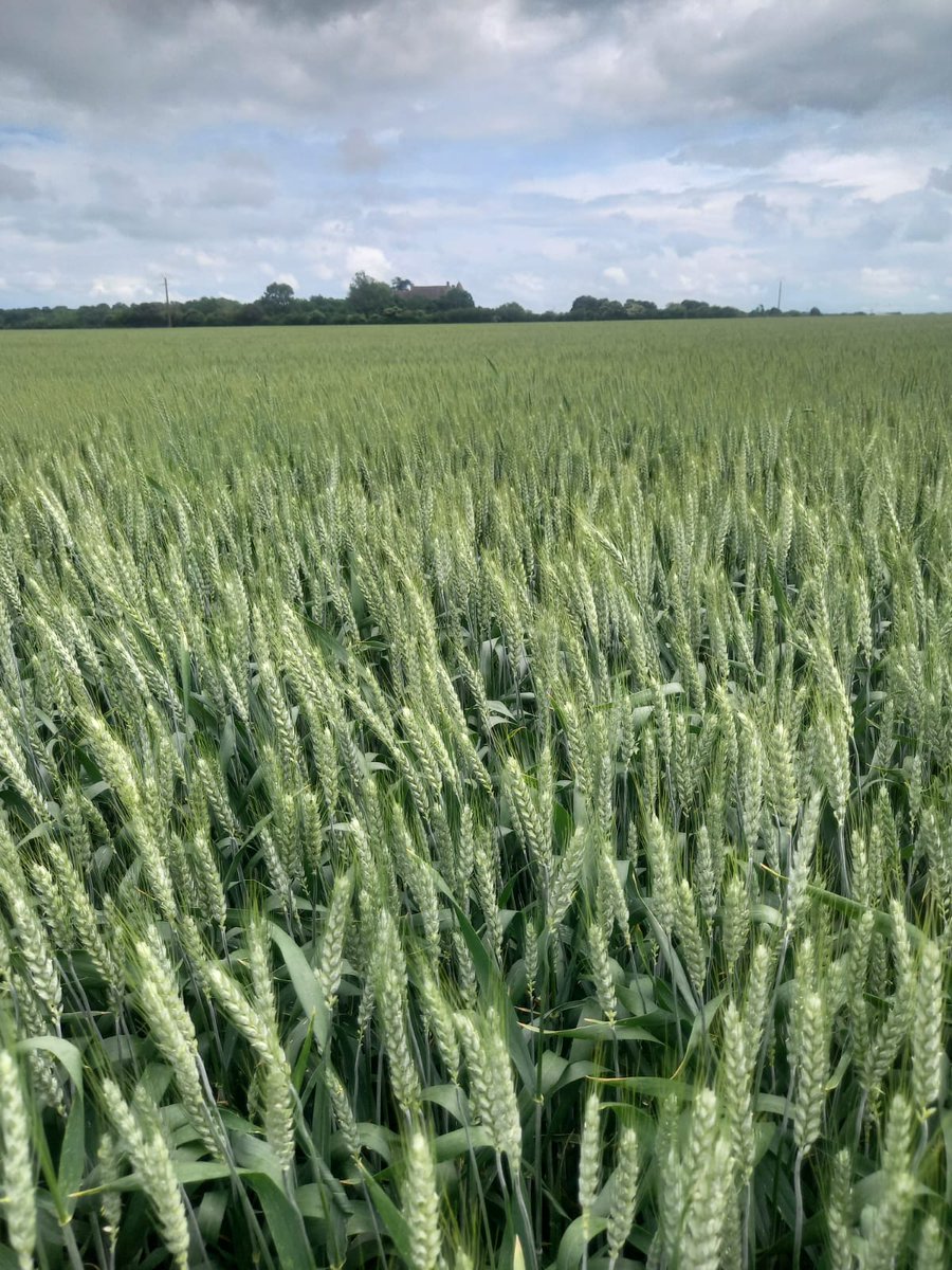 GroupeIsidore's tweet image. 🚜🌱 Sur le terrain, ça bouge !
C’est le printemps : nos équipes testent des alternatives aux phytos pour une agriculture + rentable 💰, + résiliente 🌾, + durable 🌍
Observer, tester, échanger… toujours avec sérieux et bonne humeur ! #Agri #Innovation #Durable