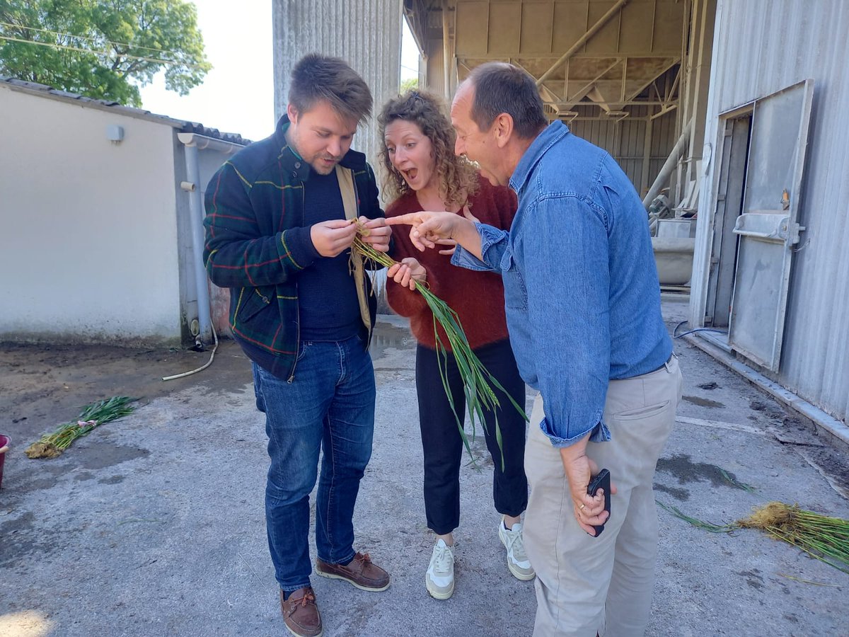 GroupeIsidore's tweet image. 🚜🌱 Sur le terrain, ça bouge !
C’est le printemps : nos équipes testent des alternatives aux phytos pour une agriculture + rentable 💰, + résiliente 🌾, + durable 🌍
Observer, tester, échanger… toujours avec sérieux et bonne humeur ! #Agri #Innovation #Durable