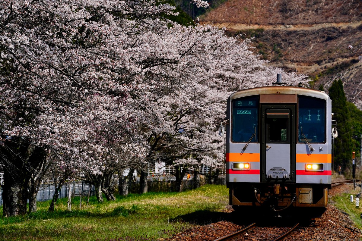 Olaf06049974's tweet photo. 2025.04.09 醍醐桜を撮影に行き、近くの姫新線月田駅の桜も撮影。単行が駅の雰囲気にぴったりでした。 https://t.co/bzf8t8xIpG