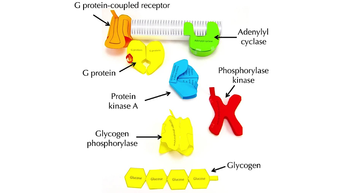 OrigamiCells's tweet image. It&apos;s much easier to learn, understand &amp;amp; remember cell signalling when you have a paper model to play with! Learn more here: buff.ly/xWzLk0t   #cellsignalling #gprotein #biochemistry #iteachbio #biochem