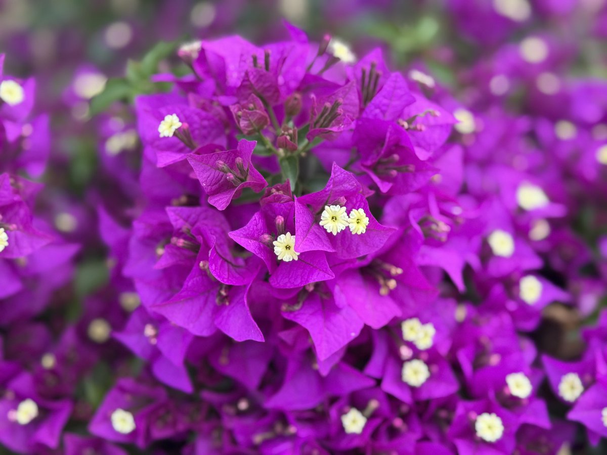 From hills of China and mountains of Peru to the Hotel Gardens of Cyprus Bougainville has a transfixing beauty #flowers #photography #plants #hope #GardeningX