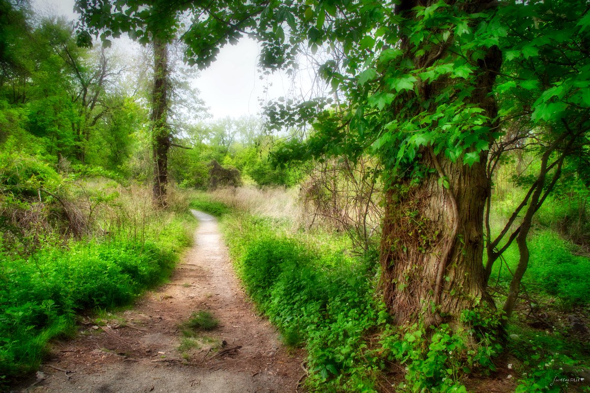 Happy #ThickTrunkTuesday
#photography #photographyisart #photographylovers #scenic #NatureBeauty