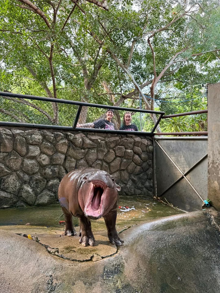 MooDeng Sol (@hamidimizs) on Twitter photo I'm sorry to announce that $DOGE/$SHIB/$WIF IS OUT!
$MOODENG IN!
$MOODENG
#MooDengSOL
<a href="/MooDengSOL/">Moo Deng | Fan Page</a> I'm sorry to announce that $DOGE/$SHIB/$WIF IS OUT!
$MOODENG IN!
$MOODENG
#MooDengSOL
<a href="/MooDengSOL/">Moo Deng | Fan Page</a>