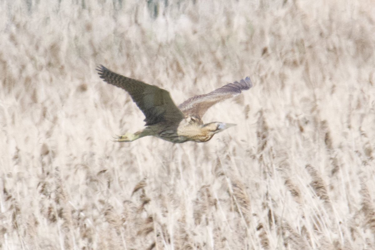 oliver_paisey's tweet photo. Some shots from Sunday at #RSPBHamWall
Nice to see a Bearded tit and 2 Common lizards.
Also, Bittern x4+(3 booming), Sprawk, Redshank x4, Red kite x2, Tawny owl (heard), Marsh harrier x8, LBBG, Jay, Reed bunting x5, Kestrel, Sand Martin, Swift x3, Song thrush, Dunnock, GCG x7+. https://t.co/PjOppOHydi