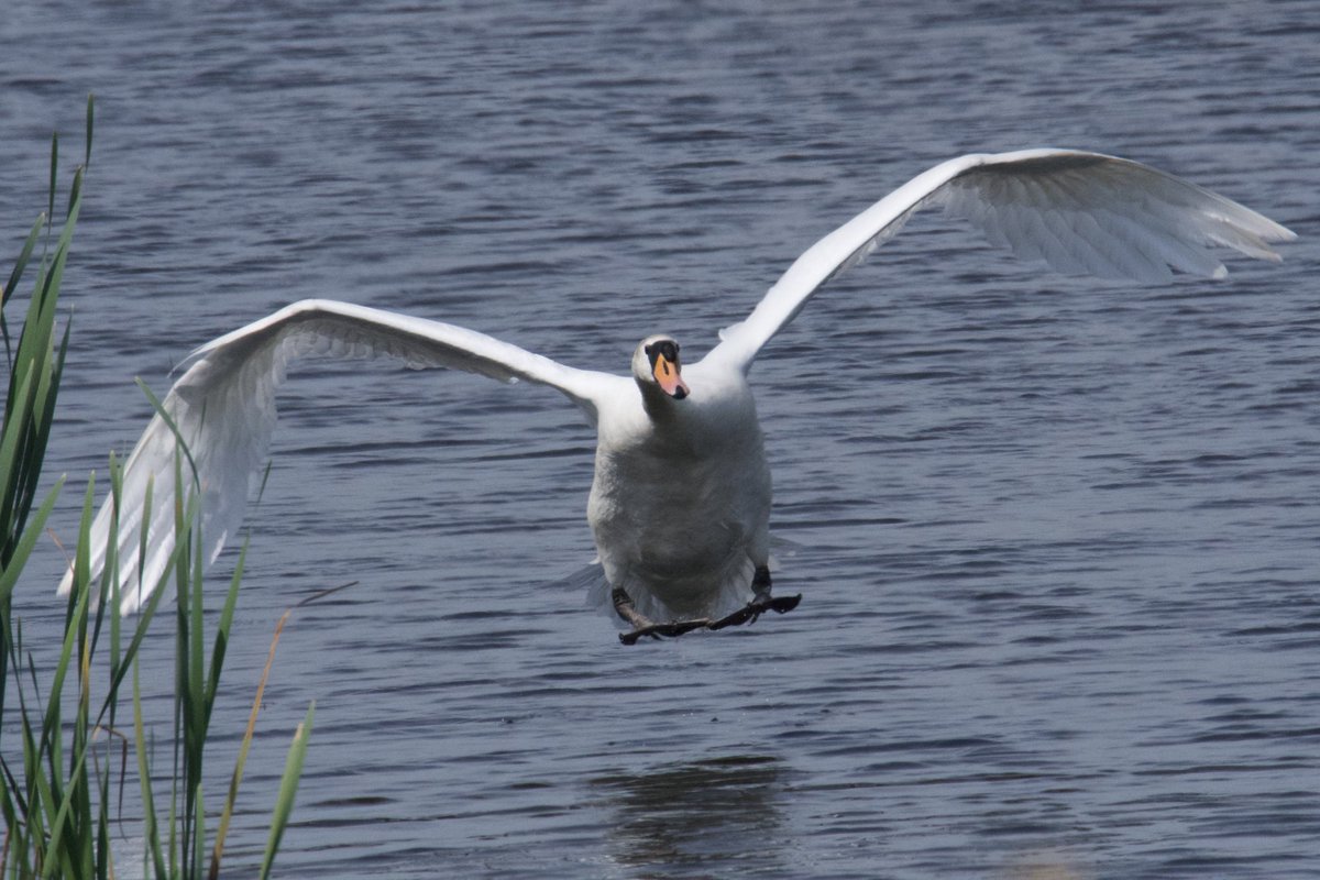 oliver_paisey's tweet photo. Some shots from Sunday at #RSPBHamWall
Nice to see a Bearded tit and 2 Common lizards.
Also, Bittern x4+(3 booming), Sprawk, Redshank x4, Red kite x2, Tawny owl (heard), Marsh harrier x8, LBBG, Jay, Reed bunting x5, Kestrel, Sand Martin, Swift x3, Song thrush, Dunnock, GCG x7+. https://t.co/PjOppOHydi