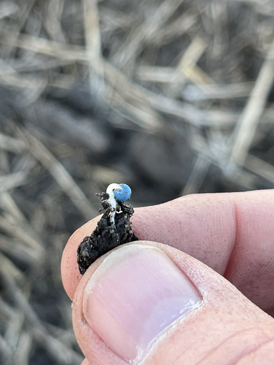 State of my area #plant25