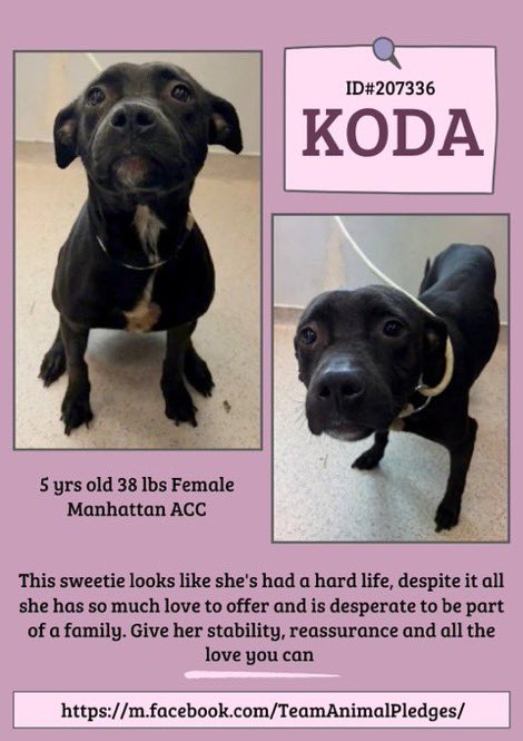 MoishesMom's tweet photo. 🆕Intake• Koda5️⃣yrs old • Female
🆔2️⃣0️⃣7️⃣ 3️⃣3️⃣6️⃣Manhattan ACC
Gorgeous Koda is an Ebony #Pitunia girl who’s finds herself at the pound ☹️ I can’t tell from the pic but she looks very thin😩 I’m worried 4️⃣ this sweet betrayed girl😢 She’s a 💉 🎯 😭🙏🏻
https://t.co/WK8gBJn1Wt https://t.co/9ZvSGbdd4t