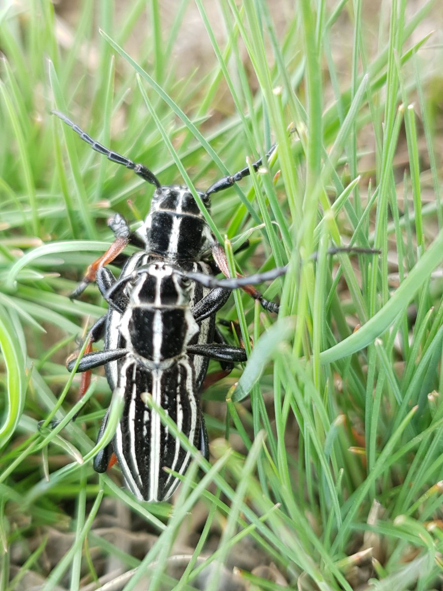 Dorcadion (s.str.) abakumovi laterale Jakovlev, 1895. SE Kazakhstan, N part of Dzhungar Alatoo Mts.