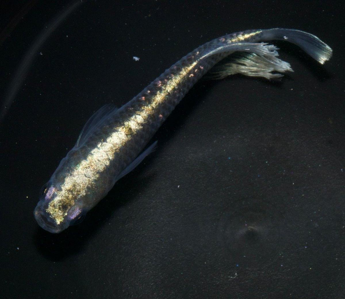 花鳥風月.スタッフ (@kachofugetu__) / Posts / X