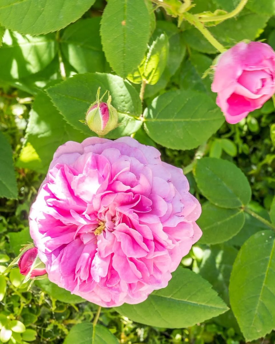 🌹 Sección II: Gallicanae (III) – Rosas Centifolias (1)
#12plantas12meses | #270AniversarioRJB
Las "rosas de cien pétalos" se originaron en Europa en el s. XVII. Muy perfumadas, flores globosas y perfume clásico
1 ‘Fantin Latour’ 
2 ‘Gros Choux d’Hollande’ 
3 ‘Petite de Hollande’