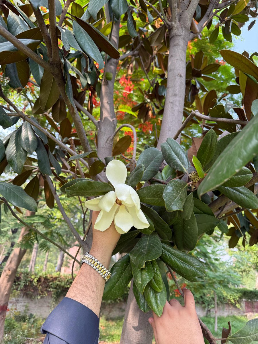 Ibrar3485's tweet photo. The Magnolia grandiflora,known as the Southern Magnolia, is a large, evergreen tree native to the southeastern United States. It's characterized by its large, fragrant white flowers glossy dark green leaves with a rust-colored underside,and ability to grow to significant heights. https://t.co/jaYCbfTHAY