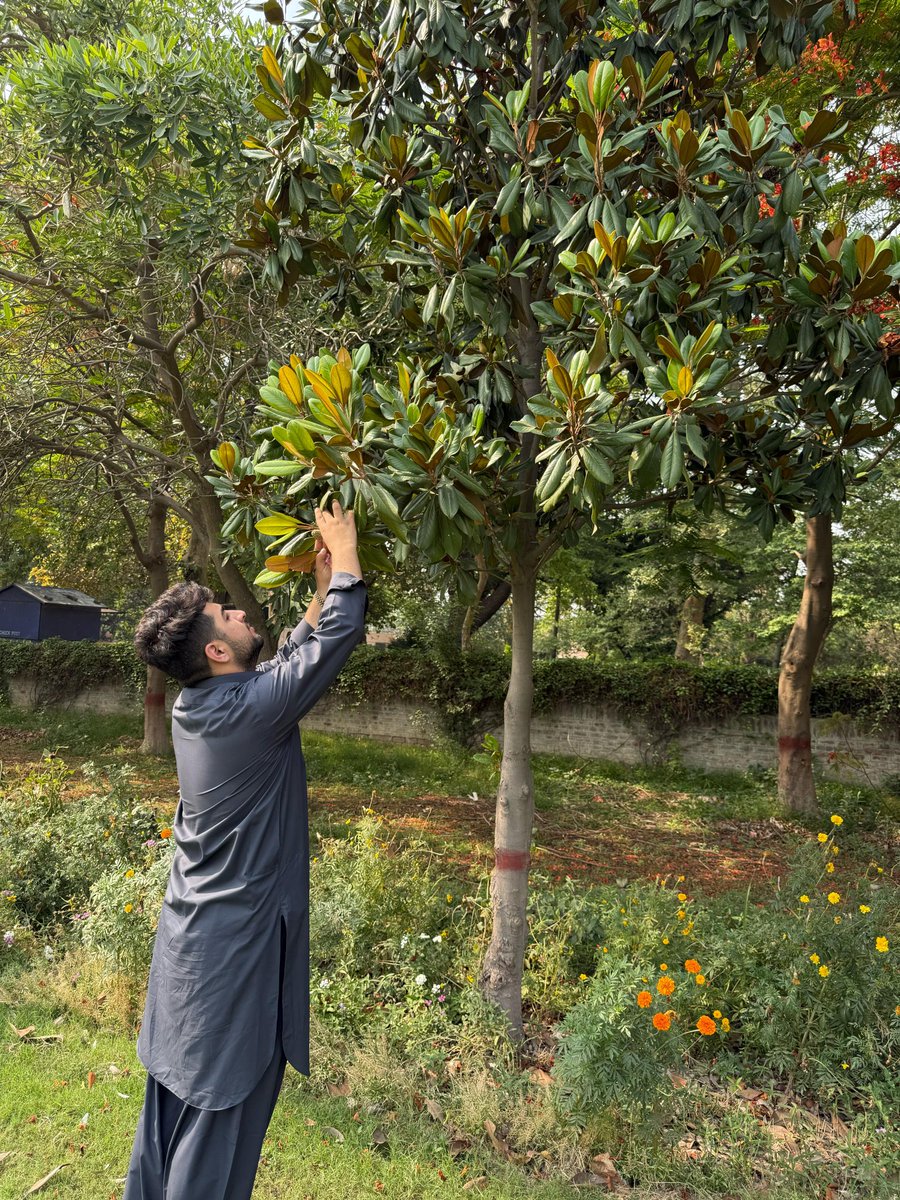 Ibrar3485's tweet photo. The Magnolia grandiflora,known as the Southern Magnolia, is a large, evergreen tree native to the southeastern United States. It's characterized by its large, fragrant white flowers glossy dark green leaves with a rust-colored underside,and ability to grow to significant heights. https://t.co/jaYCbfTHAY
