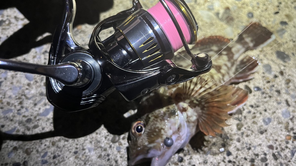 Sablemay's tweet image. 新調したリールの鱗付は良型のカサゴ。
不安定なドラグ音を鳴らしながらも、しっかり働いてくれた。見た目はすごく良いんだけどなぁ…
とは言ってもこれ、セールで1600円　#TEMU  恐るべし！