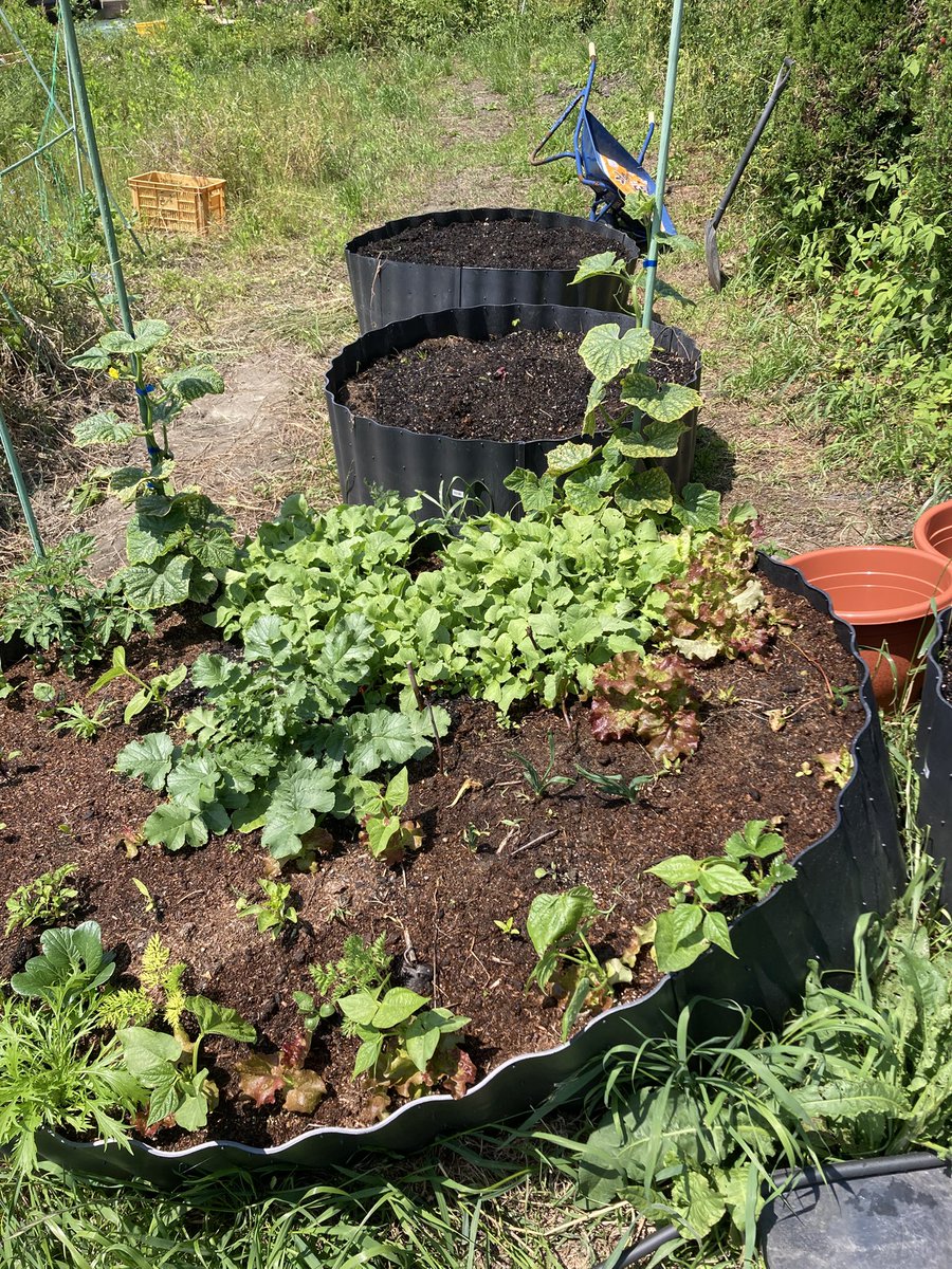 FishingOneColor's tweet image. レイズドベッドで作った二十日大根を収穫。
フカフカの土だと二十日大根も結構大きく育った。
土の下に糸状菌の付いた朽木を入れて、5年間は追肥不用。
レイズドベッド、増産中。

#レイズドベッド
#菌ちゃん農法
#自給自足
#家庭菜園
#節約