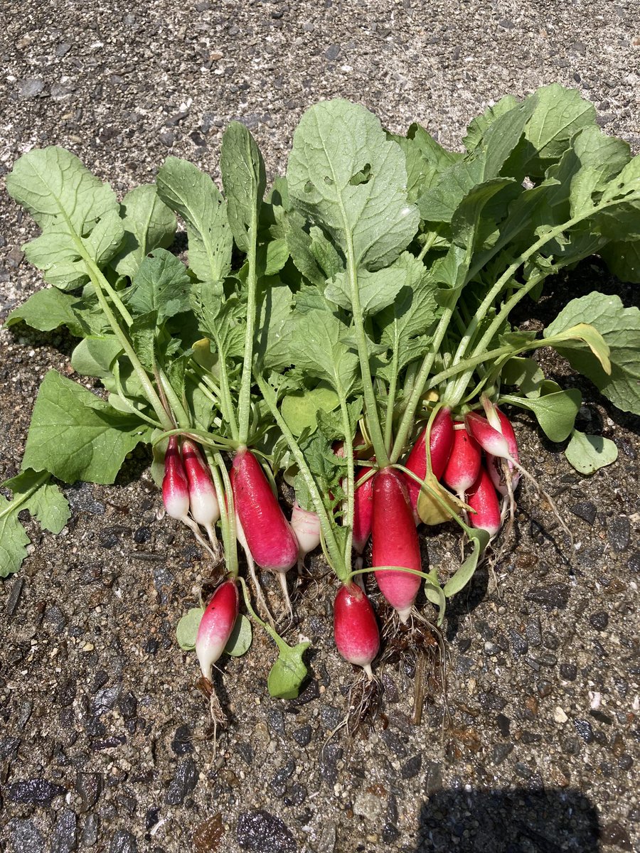 FishingOneColor's tweet image. レイズドベッドで作った二十日大根を収穫。
フカフカの土だと二十日大根も結構大きく育った。
土の下に糸状菌の付いた朽木を入れて、5年間は追肥不用。
レイズドベッド、増産中。

#レイズドベッド
#菌ちゃん農法
#自給自足
#家庭菜園
#節約