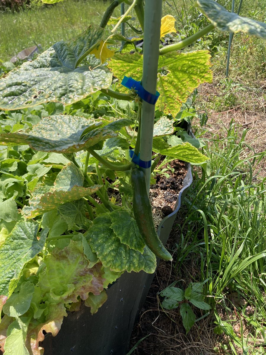 FishingOneColor's tweet image. レイズドベッドで作った二十日大根を収穫。
フカフカの土だと二十日大根も結構大きく育った。
土の下に糸状菌の付いた朽木を入れて、5年間は追肥不用。
レイズドベッド、増産中。

#レイズドベッド
#菌ちゃん農法
#自給自足
#家庭菜園
#節約