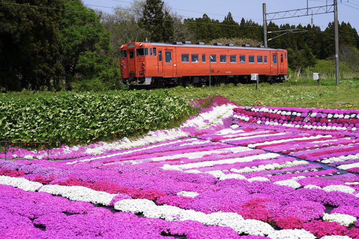 5月13日（火）開花状況 🌸札苅村上芝桜園🌸 芝桜は満開キープ中