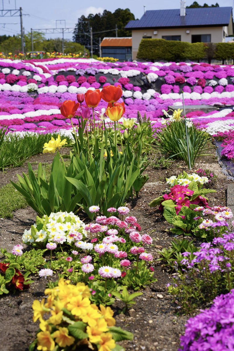 5月13日（火）開花状況 🌸札苅村上芝桜園🌸 芝桜は満開キープ中