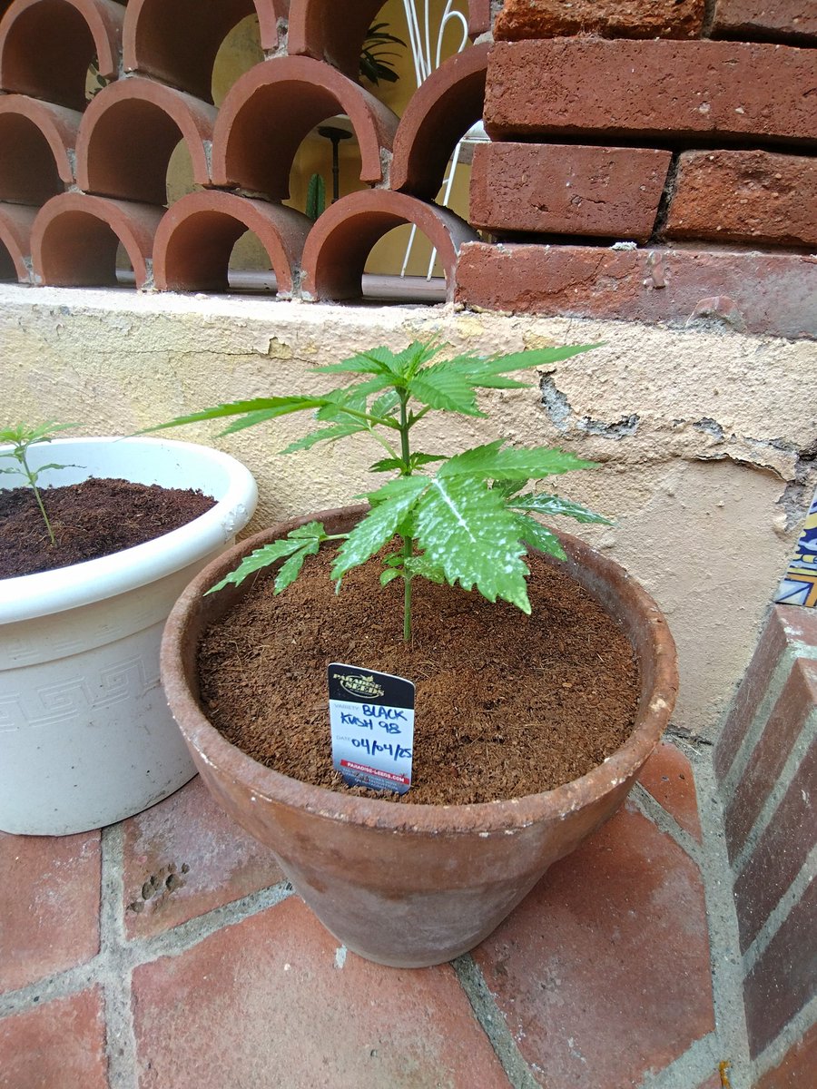 Black kush 98 😁🤟