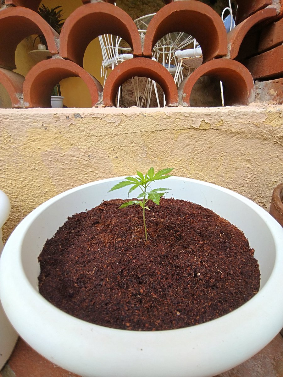 This tiny OG Runtz has had some struggles to grow since day 1 but nevertheless here she is 😅😁