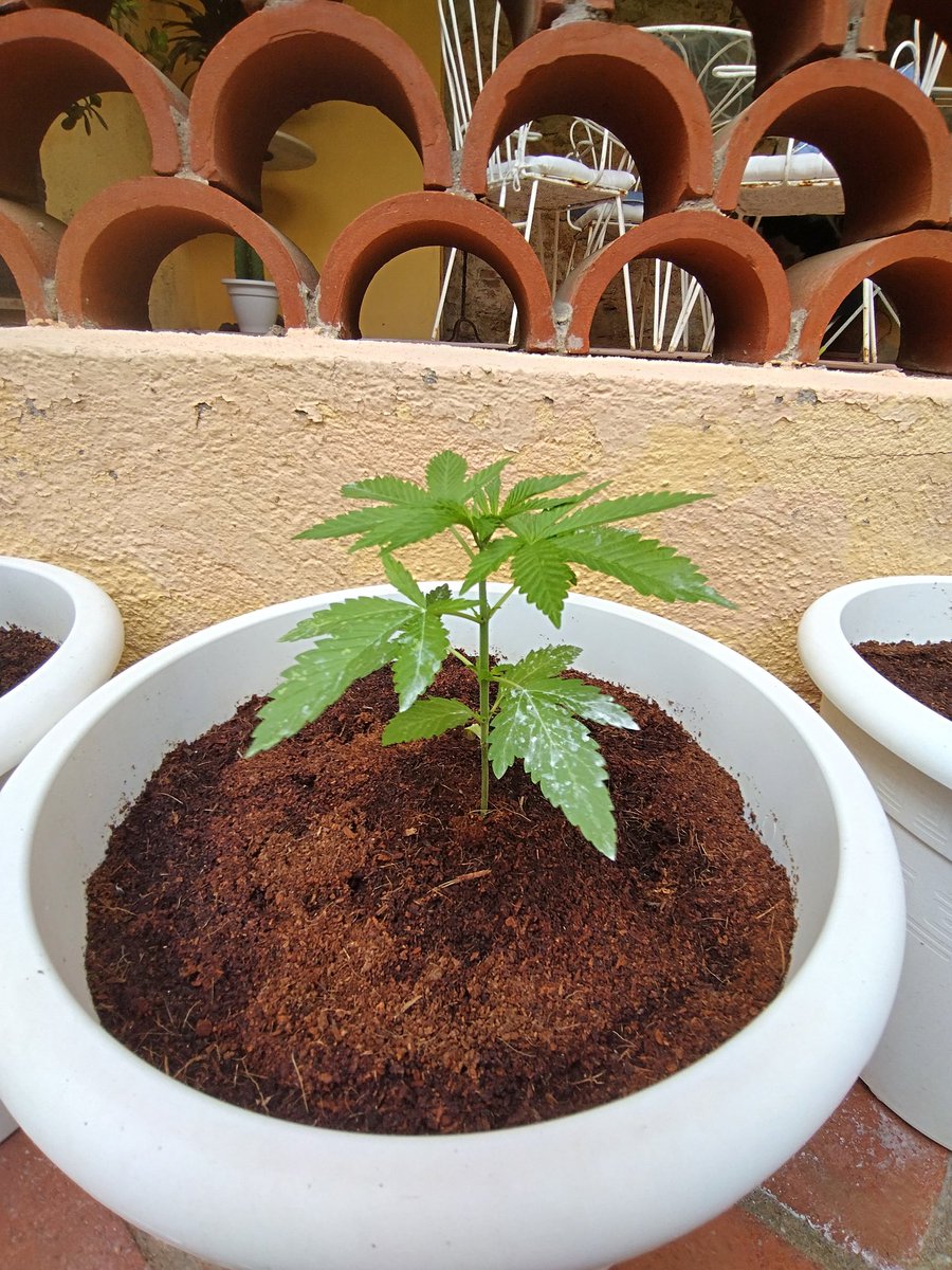 2nd OG Runtz lookin better 🍃💚